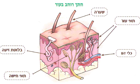 (בספר שתי תמונות, היעזר במנחה)